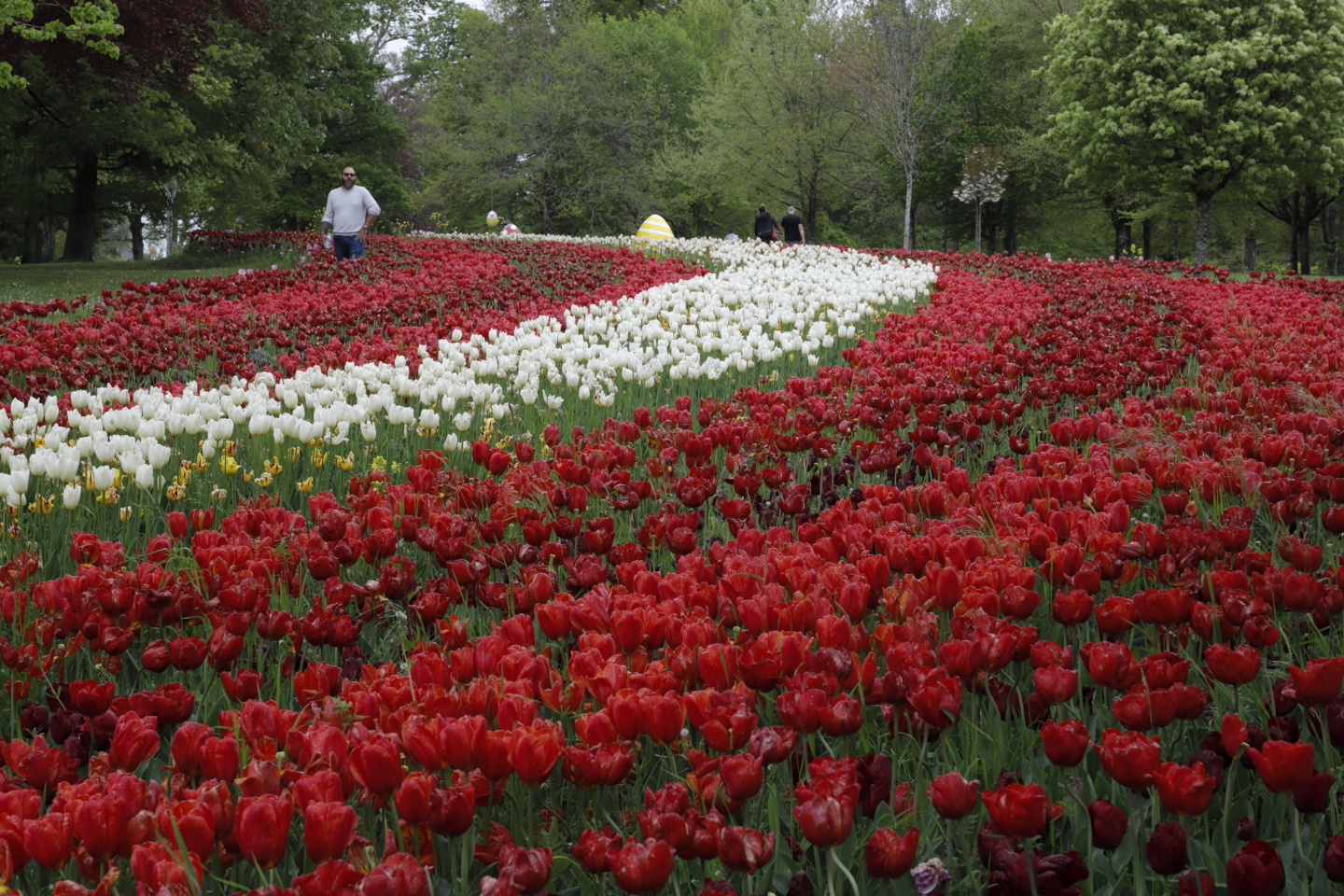 Jardin de tupiles rouges et blanches dans le parc.