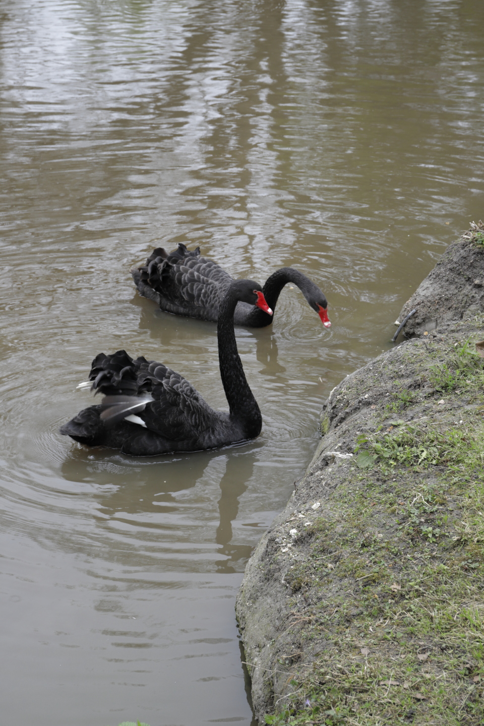 Cygnes noirs dans les eaux du parc.