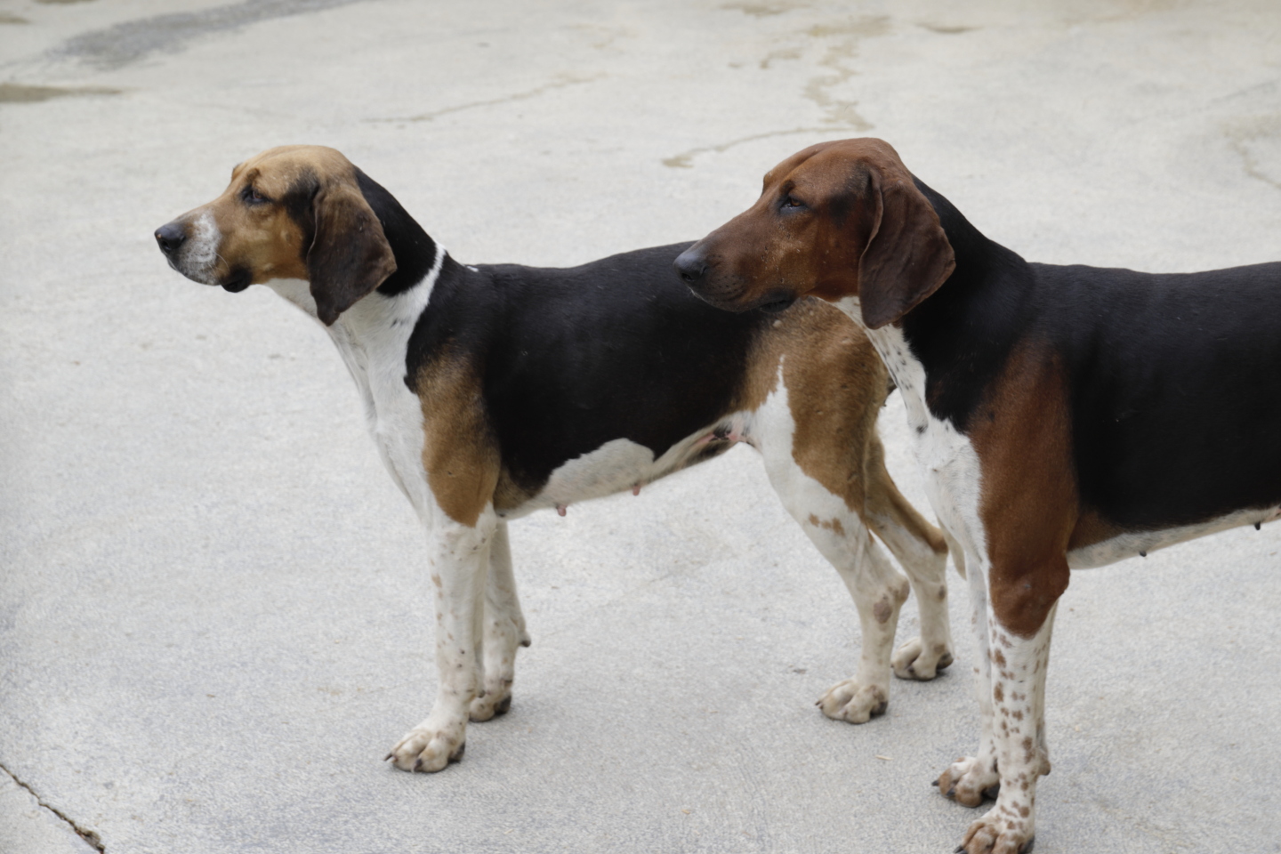 Deux chiens de la meute de français tricolores.