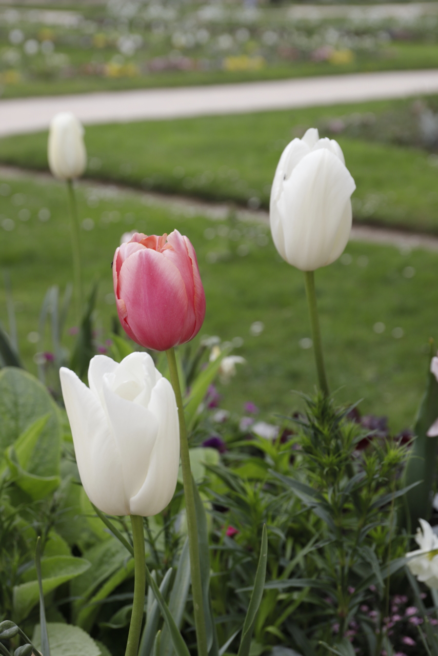 Tulipes rose et blanc