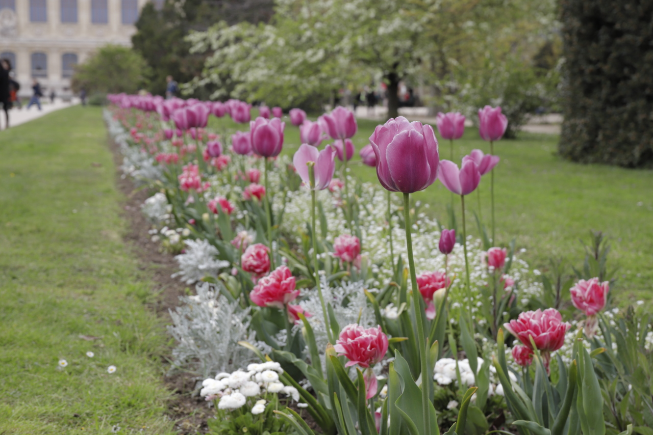 Une allée de fleurs aux différentes nuances de rose