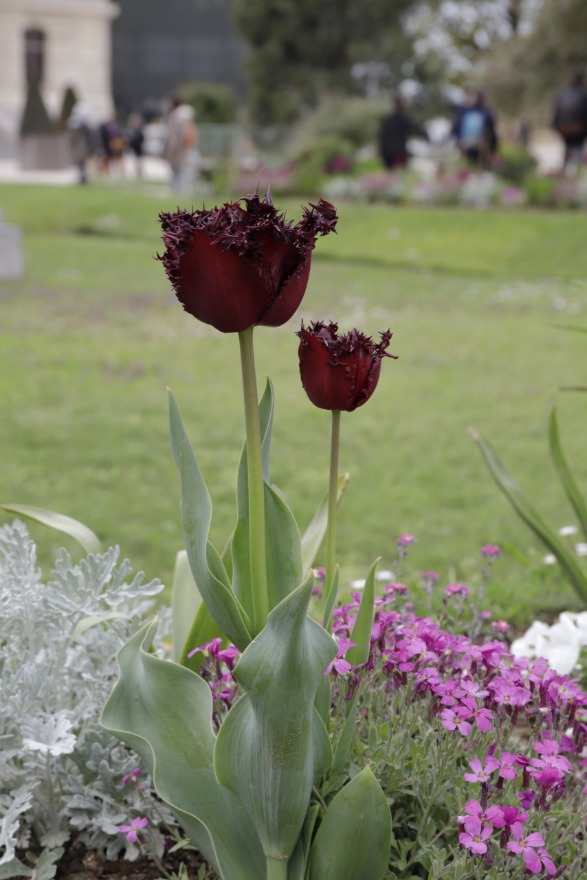 Deux tulipes roses dentelées